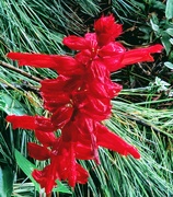 12th Sep 2025 - Salvia