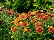 12th Sep 2025 - Rainy Friday