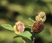 12th Sep 2025 - Getting a Good Feed