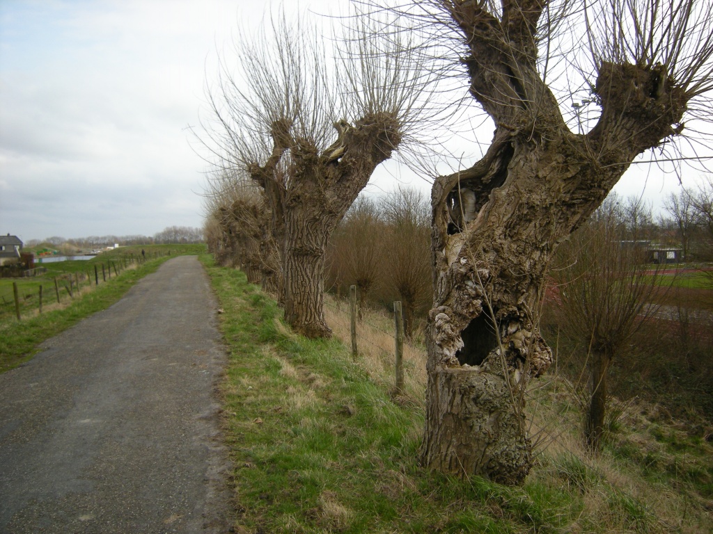 Pollard willows by pyrrhula