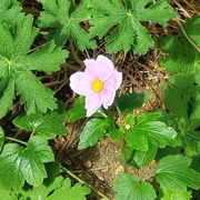 13th Sep 2025 - Beautiful flower 