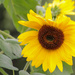Sunflower by mittens