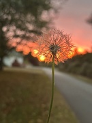 13th Sep 2025 - Wishing for a better day