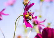 10th Sep 2025 - cosmos bee