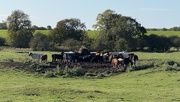 13th Sep 2025 - Gathering Cows