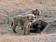 14th Sep 2025 - Kruger Park - 2