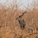 Kudu at Kruger park by zilli