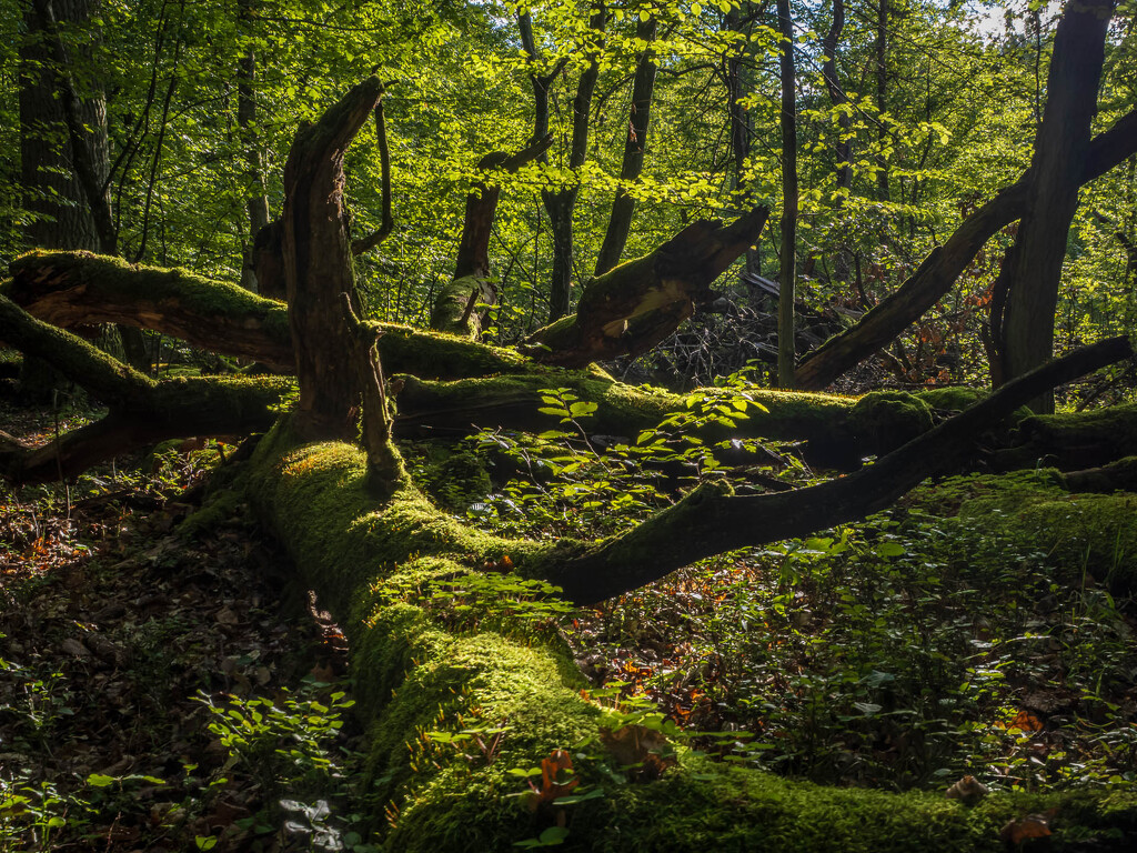 Remains of an old forest by haskar