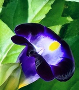 13th Sep 2025 - Late blooming Torenia