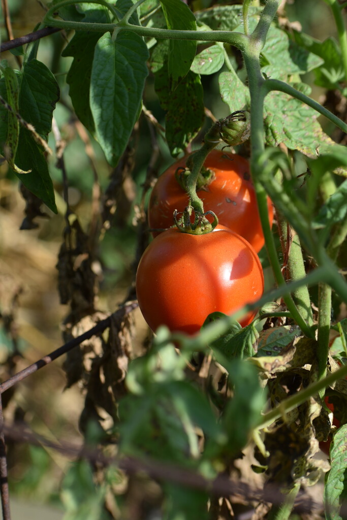 Still Growing Strong by lisab514