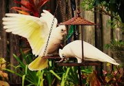 14th Sep 2025 - Two Corellas Came To Visit ~ 