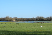 12th Sep 2025 - Horizon - A field + a swan