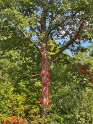 13th Sep 2025 - 13september