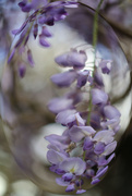14th Sep 2025 - A month of filters: Playing with Wisteria.