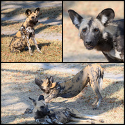 13th Sep 2025 - Botswana Day 5 - 1