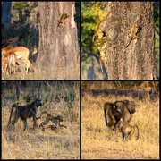 14th Sep 2025 - Botswana Day 5 - 2