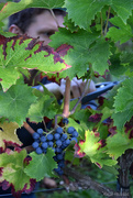 7th Sep 2025 - Grape harvest