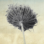 13th Sep 2025 - A Little Texture