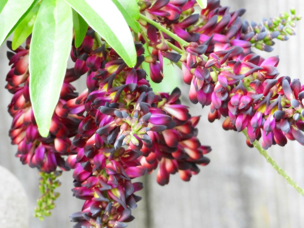 Millettia reticulata blooms.... by marlboromaam
