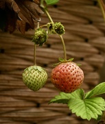 14th Sep 2025 - Determination 