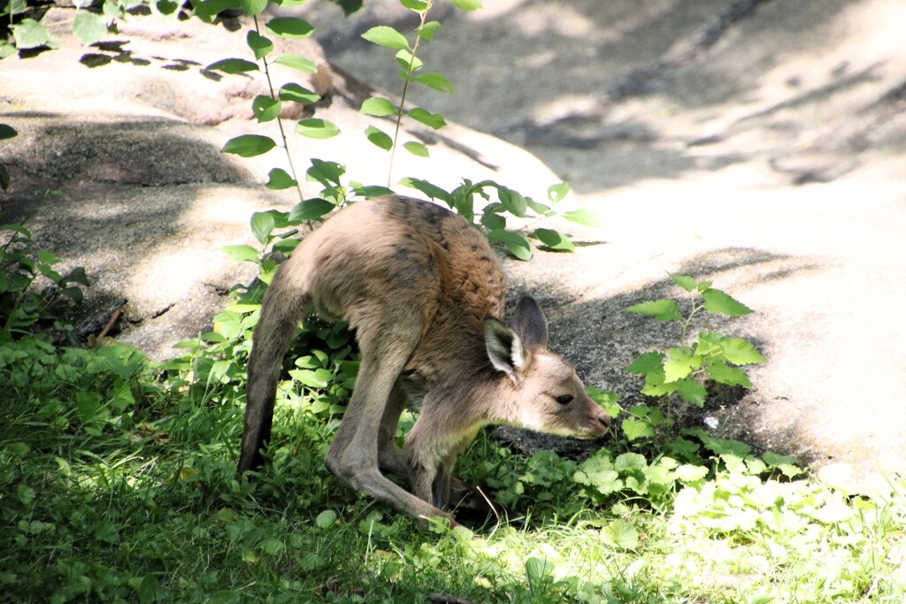 Hopping Baby by randy23