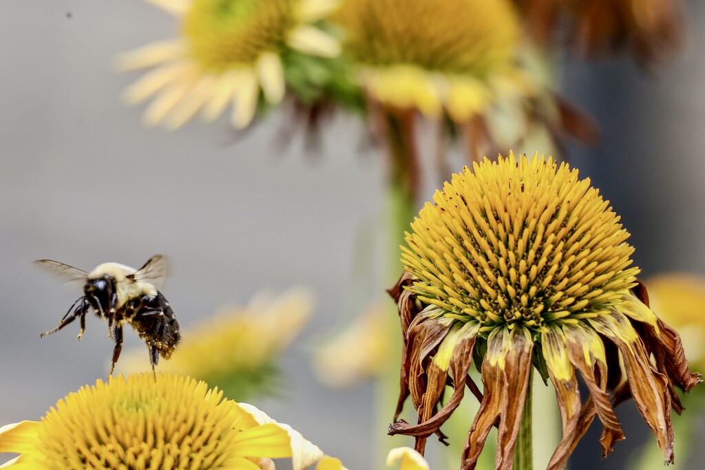 A Bee Week by corinnec