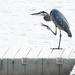 Heron on the Dock by tosee