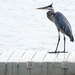Heron on the Dock 2 by tosee