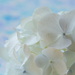 Hydrangea by sunnygirl
