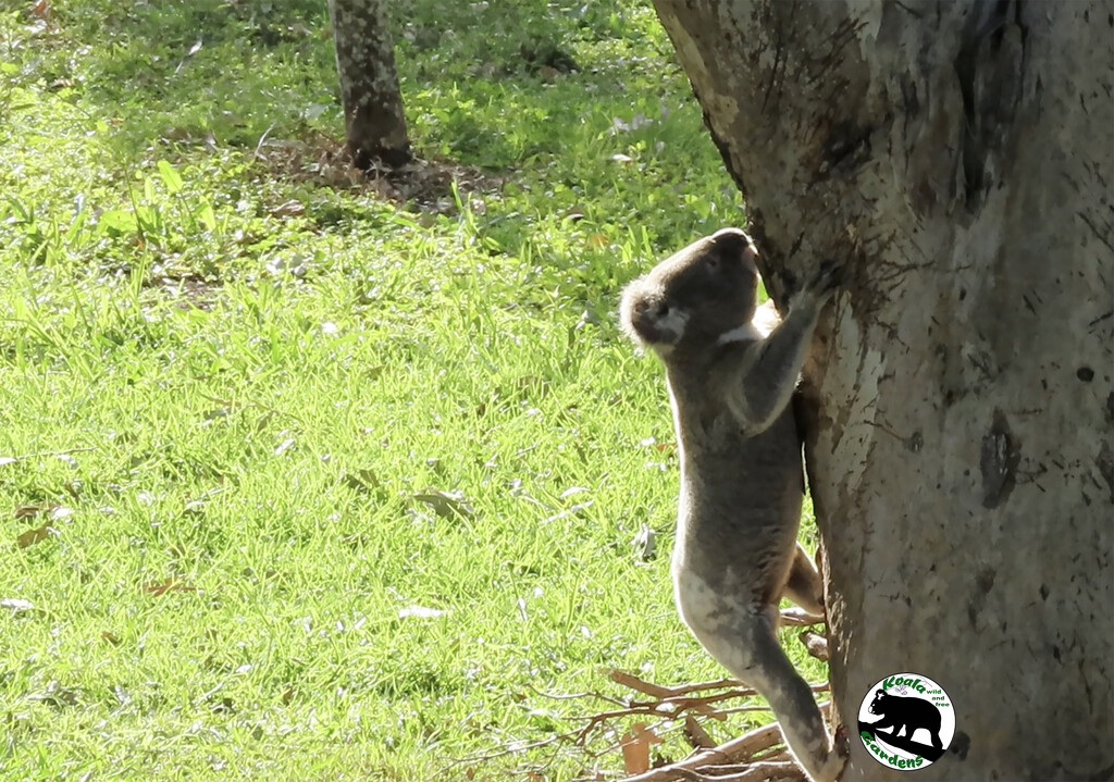 territory marking cont by koalagardens