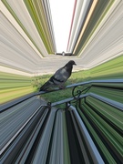 14th Sep 2025 - Pigeon in a Tunnel 