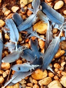 14th Sep 2025 - Feathers on the trail