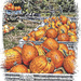 More pumpkins by joansmor