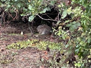 14th Sep 2025 - Rainy morning 