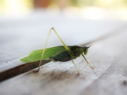 14th Sep 2025 - Table Topper