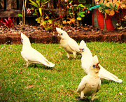 15th Sep 2025 - Four Little Corellas Stayed To Play ~