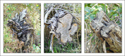 15th Sep 2025 - Tree Stumps