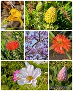 2nd Sep 2025 - South African beauties