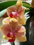 15th Sep 2025 - Orchid 