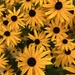 Black-eyed Susan  by radiogirl
