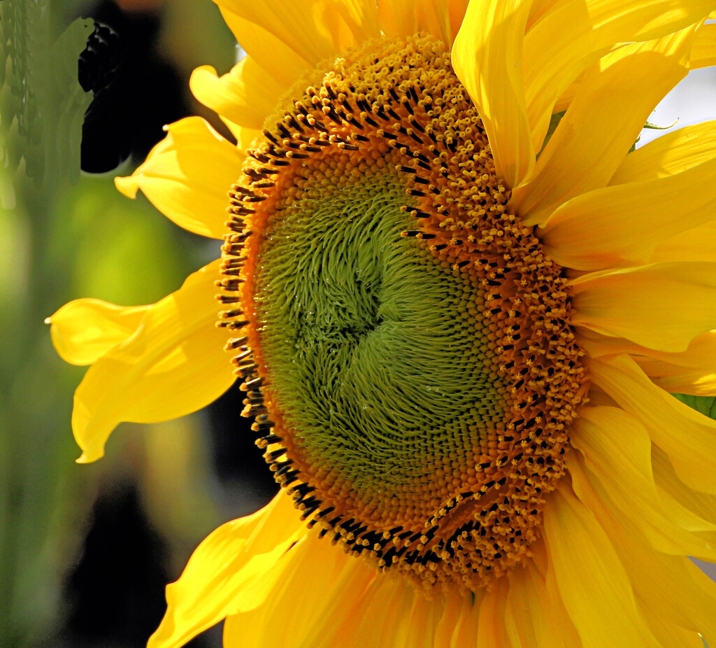 Sunflower Power by seattlite