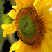 Sunflower Power by seattlite