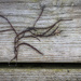Seaweed and starfish on wooden floorboards by helstor365