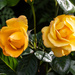 Golden roses SOOC by busylady