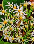 15th Sep 2025 - White Wood Aster