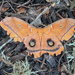 Polyphemus Moth  by dkellogg