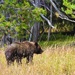 Wild Bear, Yellowstone by janeandcharlie