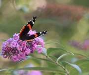 15th Sep 2025 - Making an Appearance