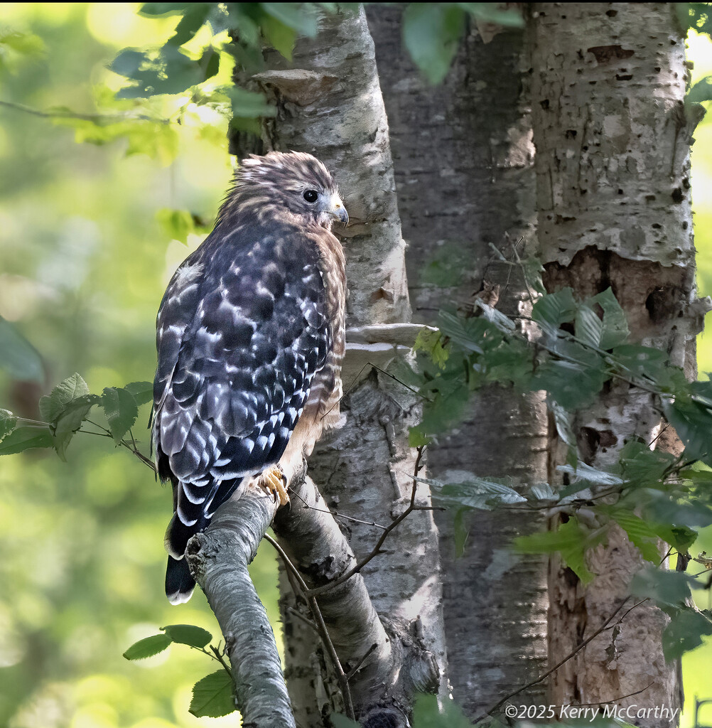 Sitting Pretty by mccarth1