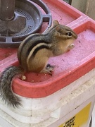 15th Sep 2025 - Got Some Peanuts!